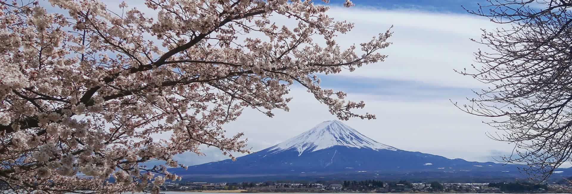 Mount Fuji framed by cherry blossoms